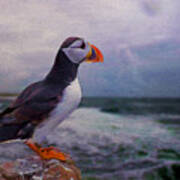 Atlantic Puffin Poster