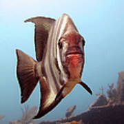 Atlantic Spadefish Poster