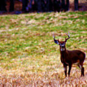 Attentive Buck Poster