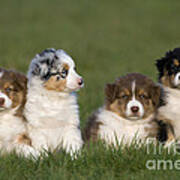 Australian Shepherd Puppies Poster