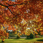 Autumn At The In Forest Park St Louis Missouri Poster