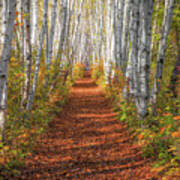 Autumn Birch Path Poster