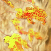 Autumn Fall Color Maple Leaves In The Blue Ridge Ap Poster