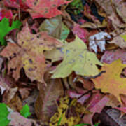 Autumn - Fallen Leaves Poster