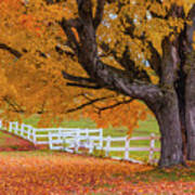 Autumn Farm Tree Poster