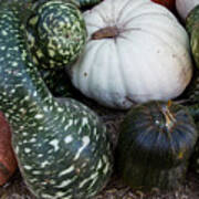 Autumn Gourds Poster