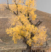 Autumn In Yellowstone Poster