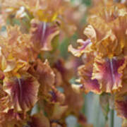Autumn Leaves Irises In Garden Poster