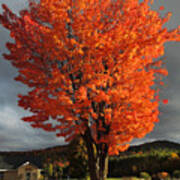 Autumn Orange Explosion At Bickford Farm In Orford New Hampshire Poster