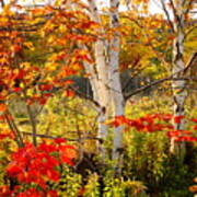 Autumn Scene With Red Leaves And White Birch Trees, Nova Scotia Poster