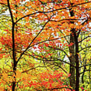 Autumn Splendor Fall Colors Leaves And Trees Ap Poster