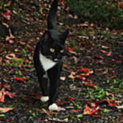 Autumn Tuxedo Kitty Poster