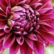 Awesome Dahlia Poster