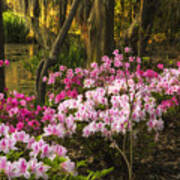 Azalea Garden Poster