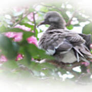 Baby Bird In Crape Myrtle Tree Poster