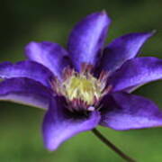 Baby Bloom Clematis Poster