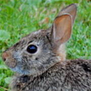 Baby Cottontail Explores Poster