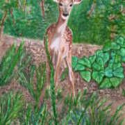 Baby Deer Poster