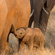 Baby Elephant 2 Poster