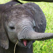Baby Elephant With A Stick Poster
