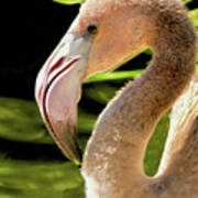 Baby Flamingo Profile Poster