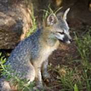 Baby Gray Fox Resting On Bluff Side Poster