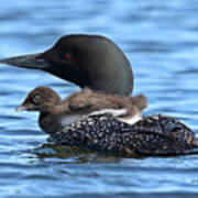 Baby Loon Pram Poster