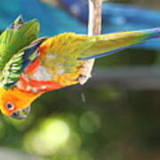 Baby Macaw Poster