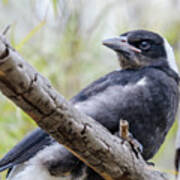 Baby Magpie 1 Poster