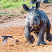 Baby Rhino Poster