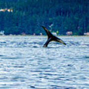 Baby Whale Tail Poster