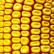 Background Corn Poster