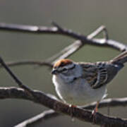 Backlit Chipping Sparrow Poster
