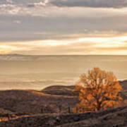 Backlit Cottonwood Poster