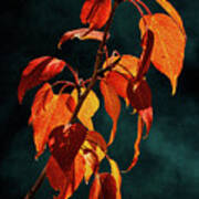 Backlit Cottonwood Leaves Poster