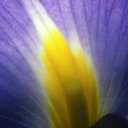 Backlit Iris Flower Petal Close Up Purple And Yellow Poster