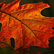 Backlit Leaf Poster