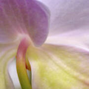 Backlit Orchid Poster