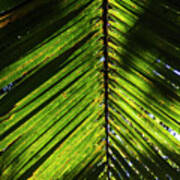 Backlit Palm Leaf In Jamaica Poster