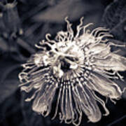 Clematis Flower Bloom Poster