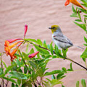 Backyard Verdin Poster