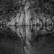 Bald Cypress Reflection In Black And White Poster