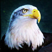 Bald Eagle Close Up Poster