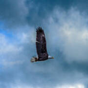 Bald Eagle Flying Across A Cloudy Sky Poster