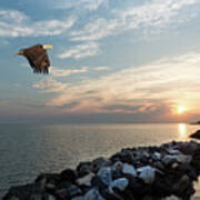 Bald Eagle Flying Over A Jetty At Sunset Poster