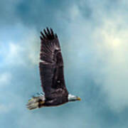 Bald Eagle Flying Portrait Against Cloudy Sky Closeup Poster