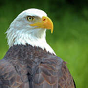 Bald Eagle Poster