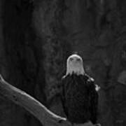 Bald Eagle I Bw Poster