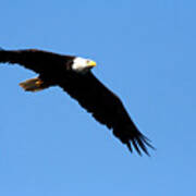 Bald Eagle III Photograph by Thomas Marchessault - Fine Art America