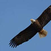 Bald Eagle In Flight 031520169113 Poster